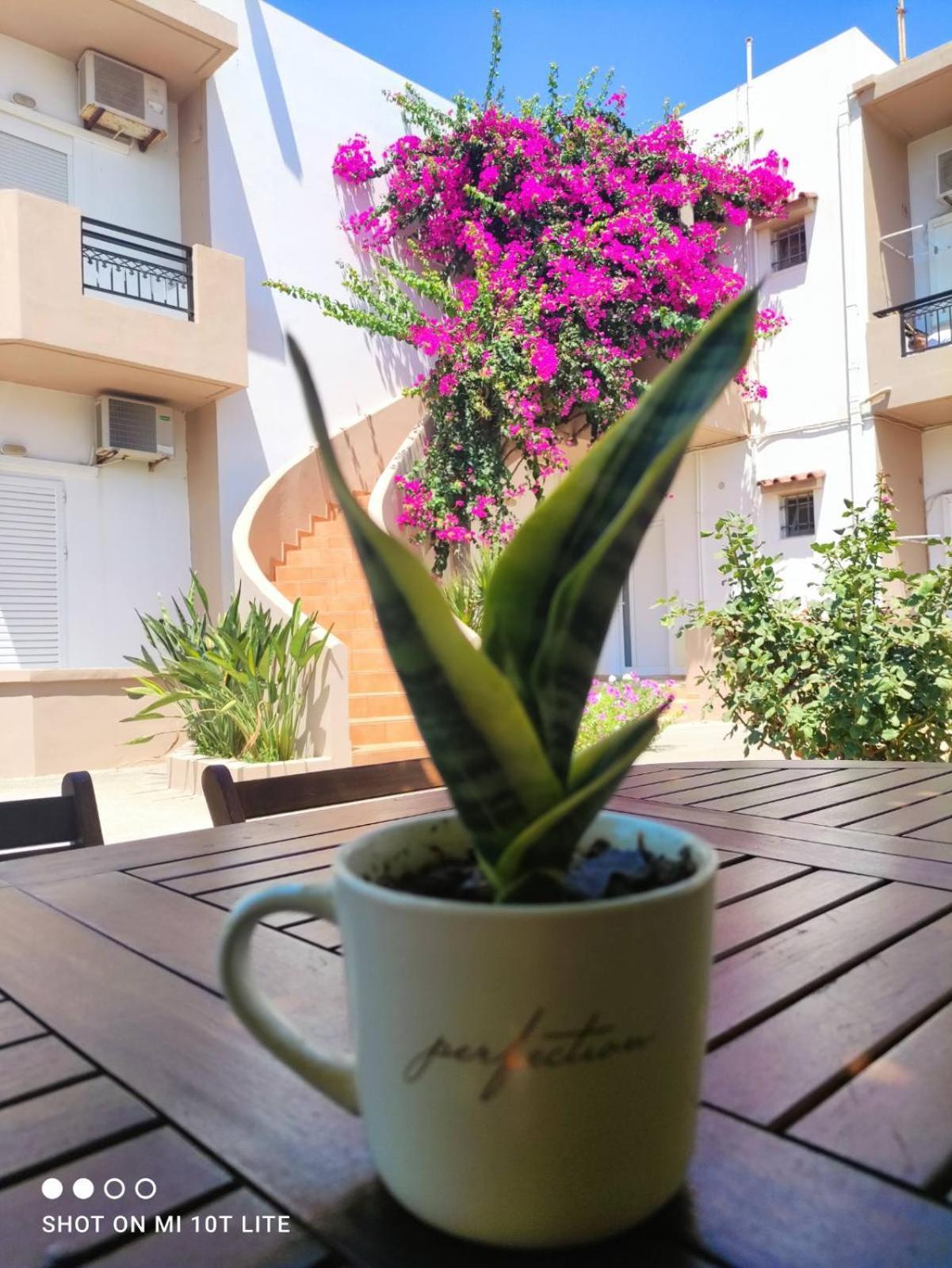Yannis Apartments Amoudara Lasithiou Dış mekan fotoğraf